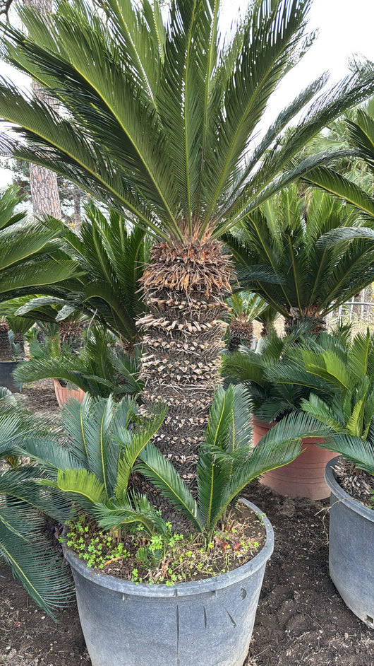 ESEMPLARE CYCAS REVOLUTA H 120 CM DI TRONCO FOTO REALI CICAS PALMA
