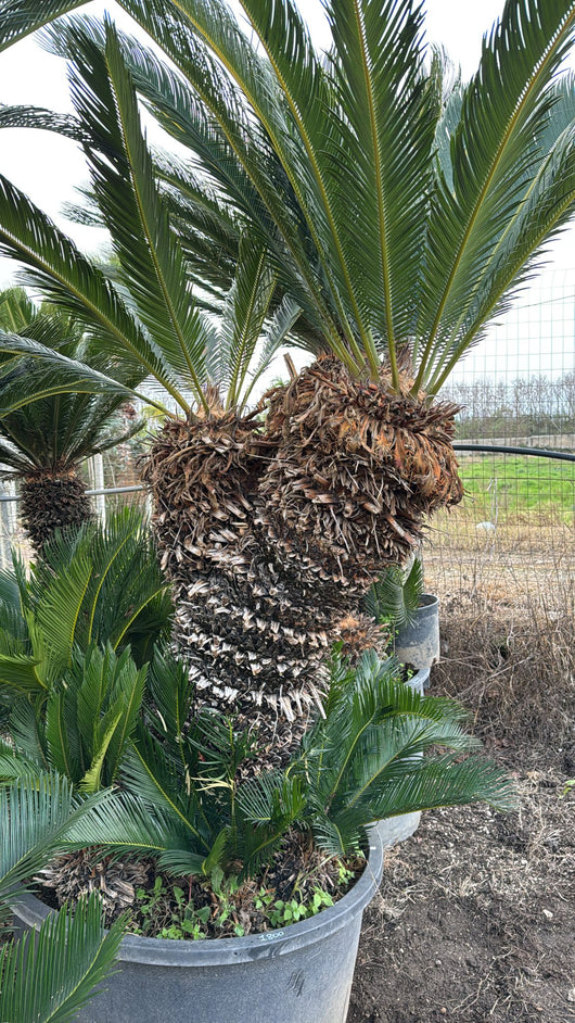 CYCAS REVOLUTA 2 TESTE H 110 CM DI TRONCO  ESEMPLARE CICAS FOTO REALE