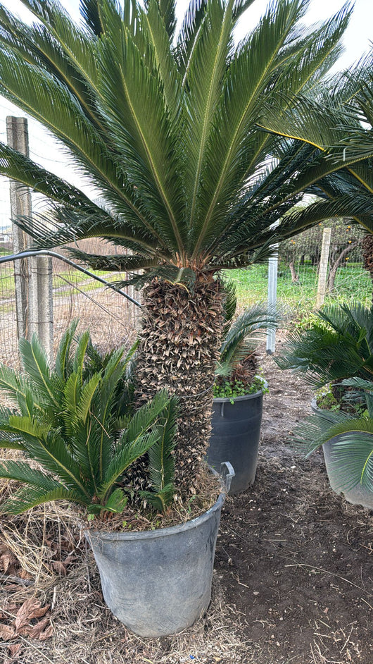 ESEMPLARE DI CYCAS REVOLUTA  H  80 CM DI TRONCO FOTO REALE