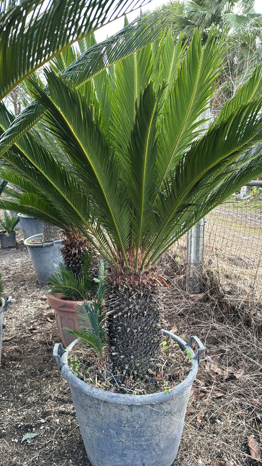 ESEMPLARE DI CYCAS REVOLUTA H 50 CM DI TRONCO CICAS