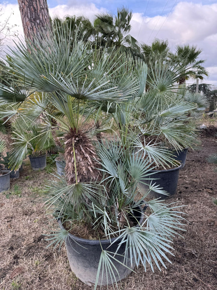 Palma nana blu - Chamaerops humilis var. cerifera 2 tronchi H 50/60cm di tronco