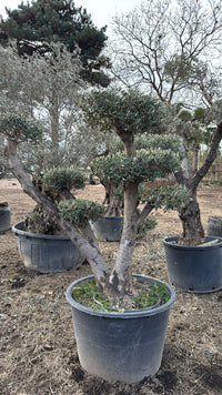 Ulivo "Olea Europaea" ulivo ornamentale ramificato a dischi h 190 cm foto reali