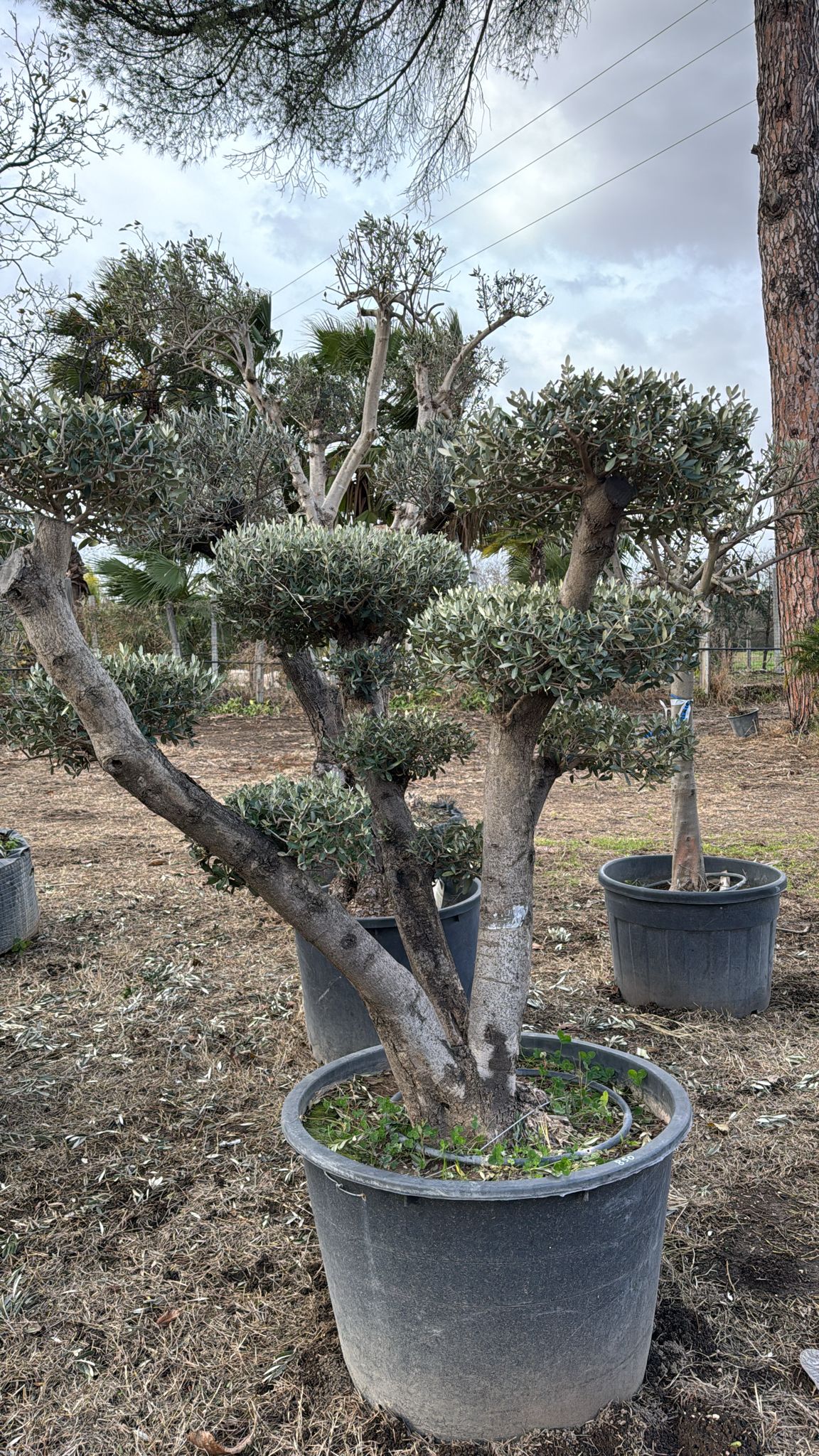 Ulivo "Olea Europaea" ulivo ornamentale ramificato a dischi h 190 cm foto reali