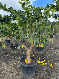 Pianta di Limone femminiello  Zagara Bianca di 20 anni H 190cm foto reali