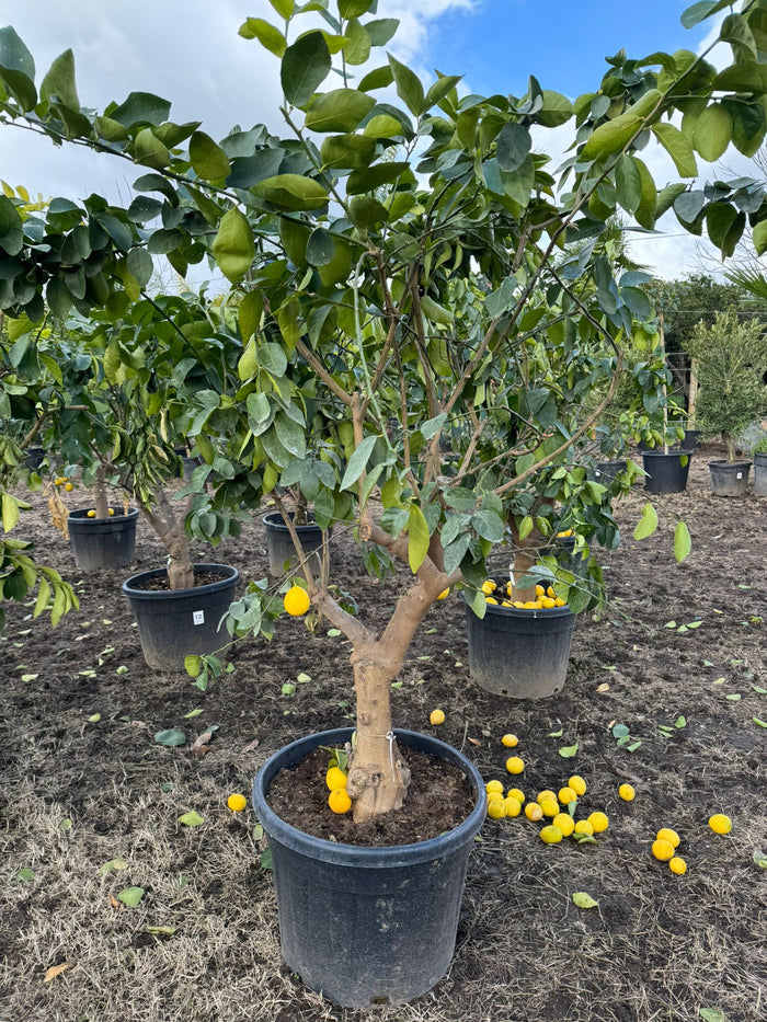 Pianta di Limone femminiello  Zagara Bianca di 20 anni H 190cm foto reali