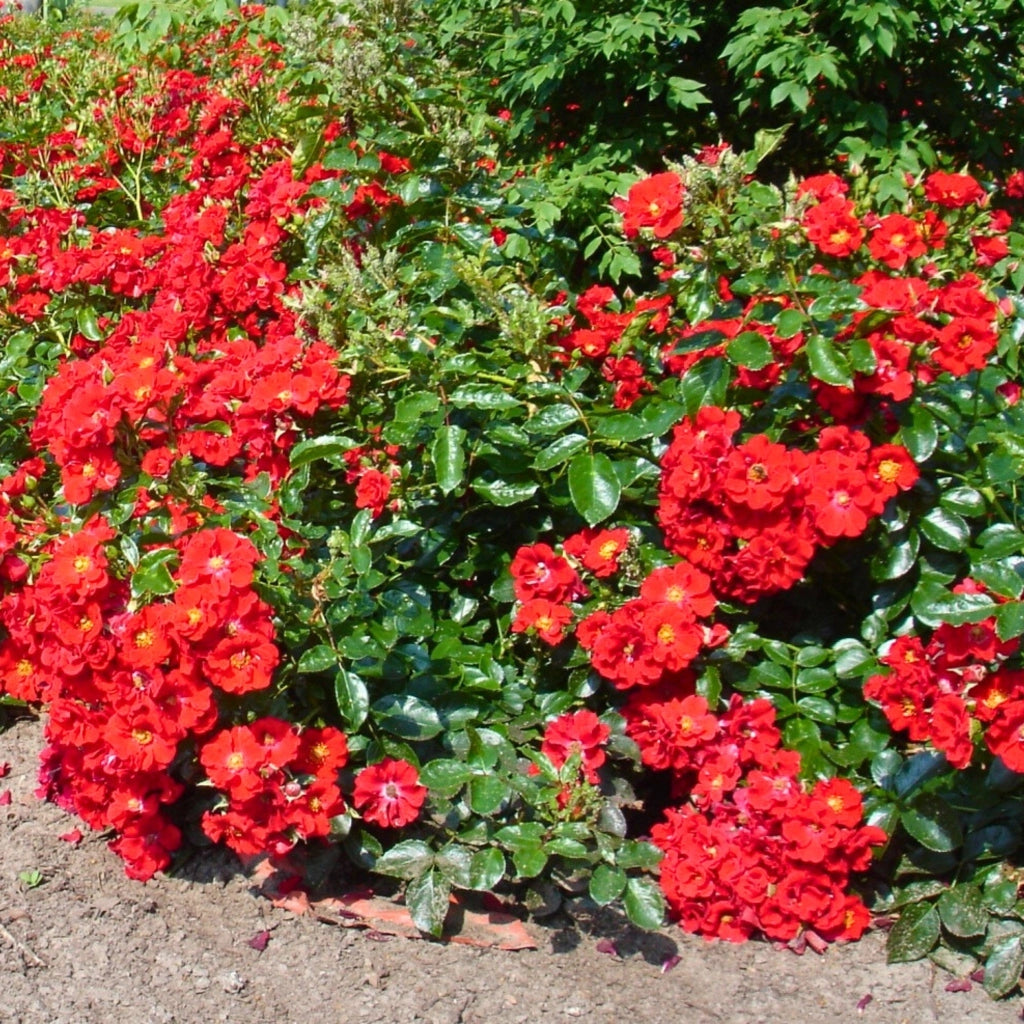 Gardenaria Rosa 'Alpenglühen' - Rosa da giardino Altezza: 25/30 cm (vaso15)