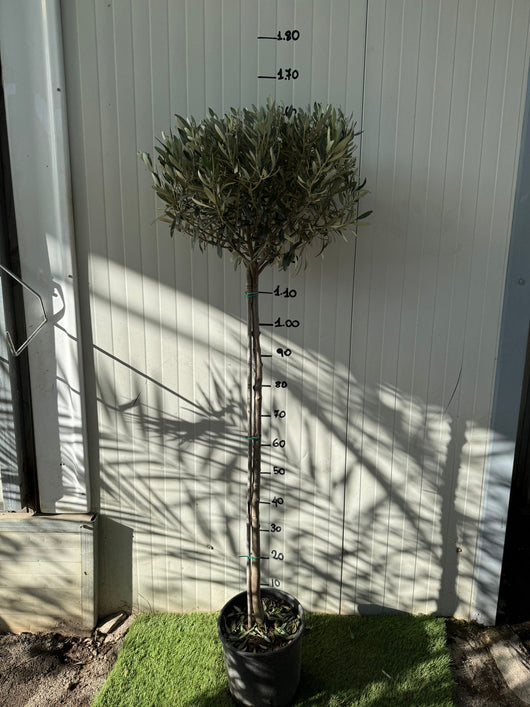 Ulivo olivo ad alberello ornamentale a palloncino foto reale h 150 cm vaso 24cm