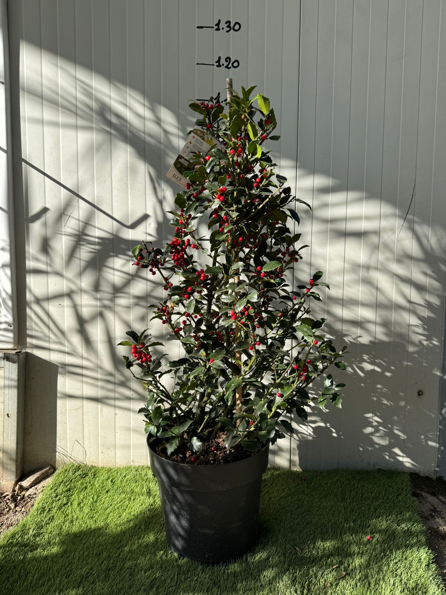 Ilex Aquifolium Agrifoglio a piramide h 100 cm foto reale