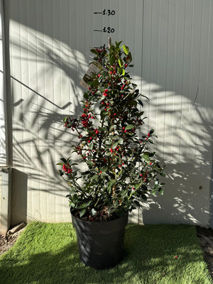Ilex Aquifolium Agrifoglio a piramide h 100 cm foto reale