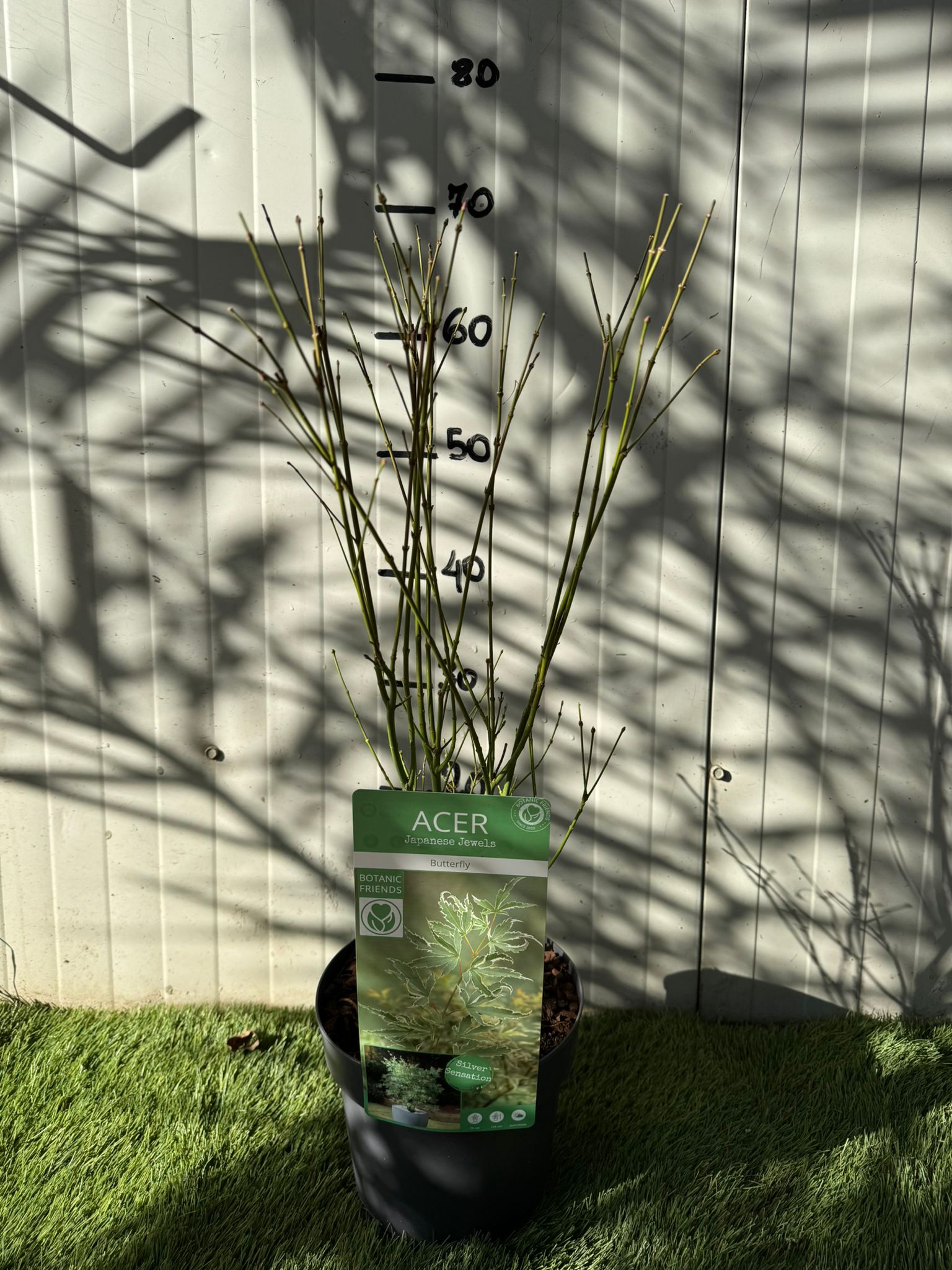 Acero giapponese, Acer “Butterfly” foto reale h 70cm