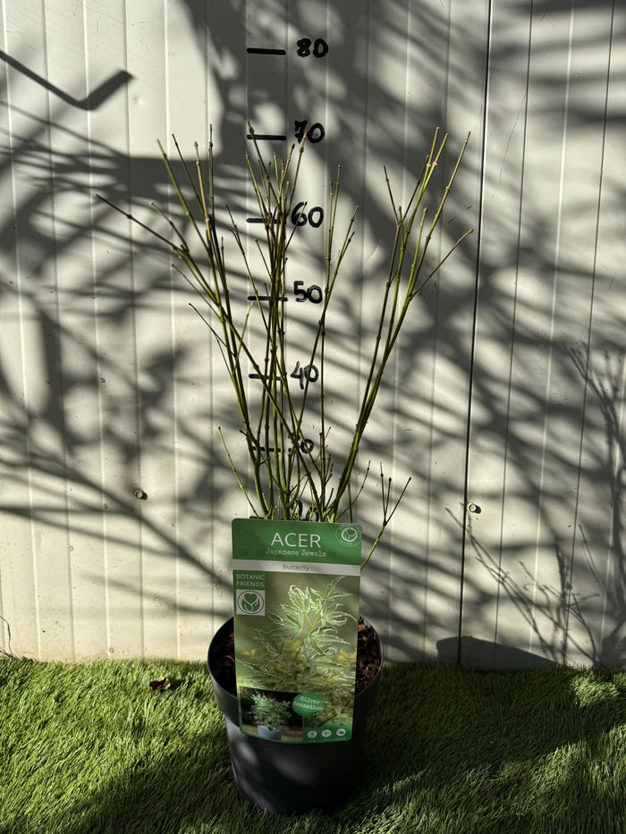 Acero giapponese, Acer “Butterfly” foto reale h 70cm