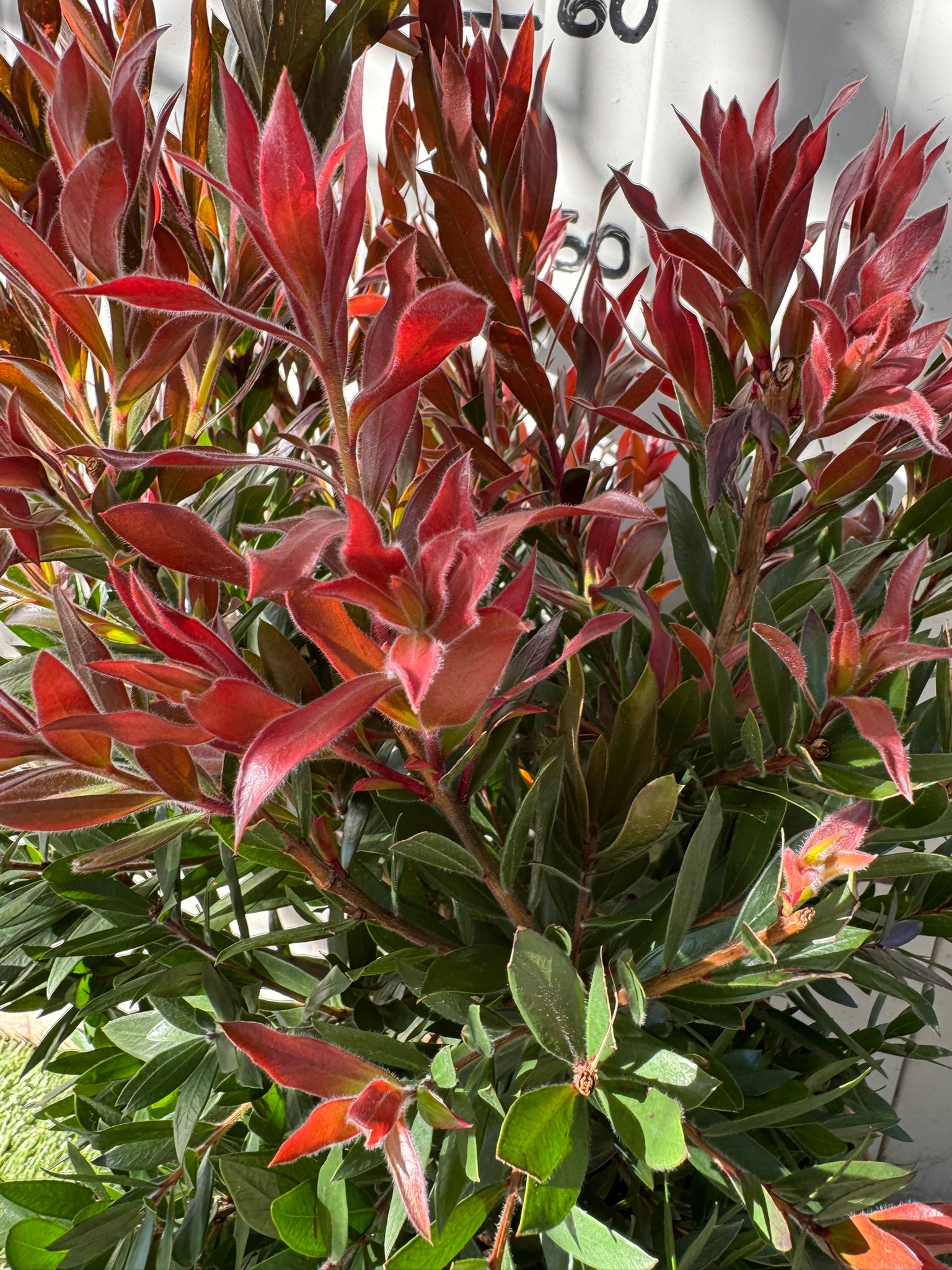 Callistemon red rocket foto reali h 60cm vaso 24cm foto reali