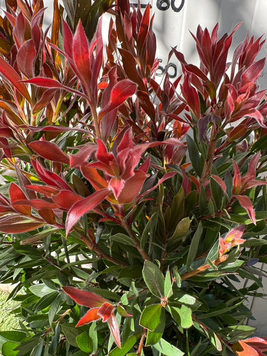 Callistemon red rocket foto reali h 60cm vaso 24cm foto reali