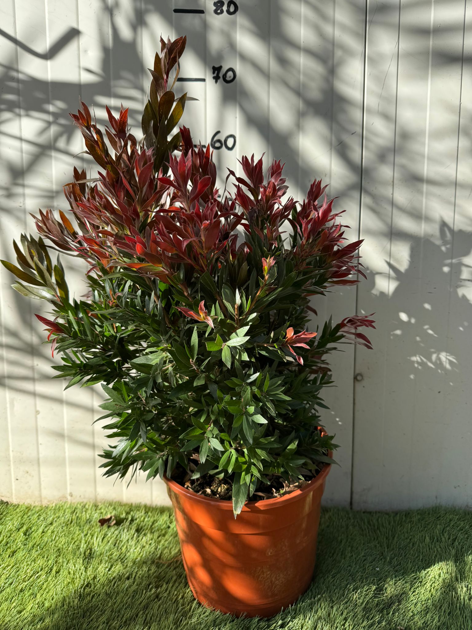 Callistemon red rocket foto reali h 60cm vaso 24cm foto reali