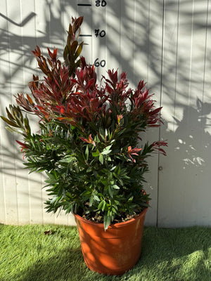 Callistemon red rocket foto reali h 60cm vaso 24cm foto reali