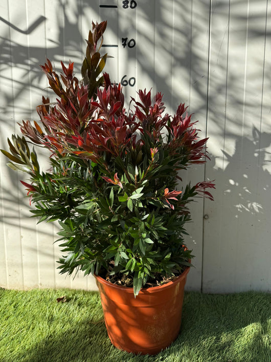 Callistemon red rocket foto reali h 60cm vaso 24cm foto reali