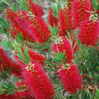 Callistemon red rocket foto reali h 60cm vaso 24cm foto reali