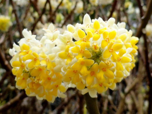 Edgeworthia chrysantha foto reale h 50cm arbusto della carta