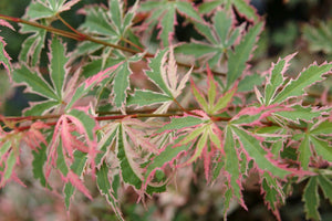 Acero giapponese, Acer “Butterfly” foto reale h 70cm