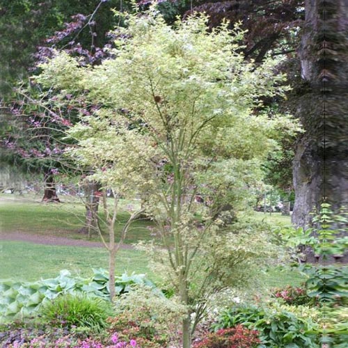 Acero giapponese, Acer “Butterfly” foto reale h 70cm