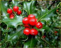 Ilex Aquifolium Agrifoglio a piramide h 100 cm foto reale