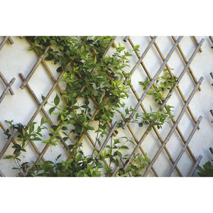 TRALICCIO ESTENSIBILE 150X180CM IN BAMBOO NATURALE