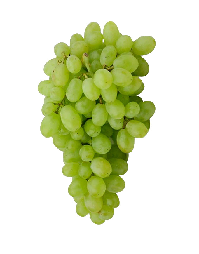 Pianta di UVA VITE innestata REGAL SEEDLESS BIANCA APIRENA senza semi vaso 16