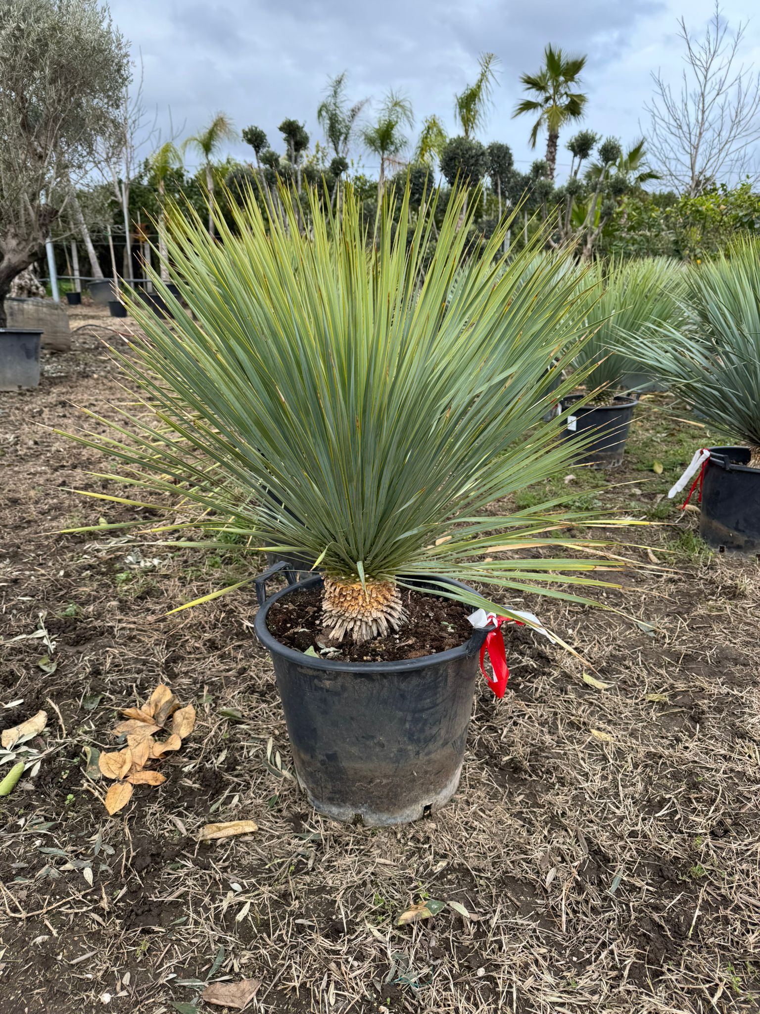 Yucca rostrata vaso 40cm h 100cm foto reali