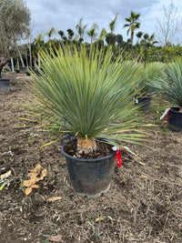 Yucca rostrata vaso 40cm h 100cm foto reali