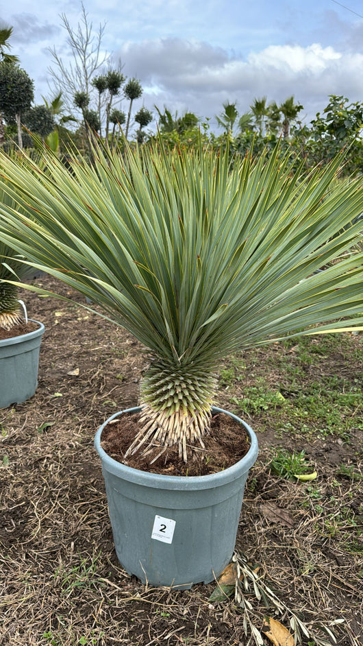 Yucca rostrata vaso 45cm h tronco 30cm foto reali