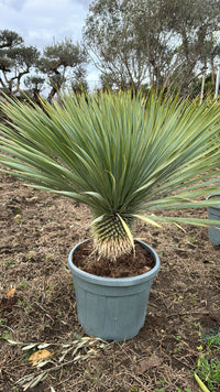 Yucca rostrata vaso 45cm h tronco 30cm foto reali