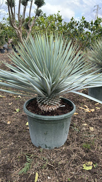 Yucca rigida vaso 40cm