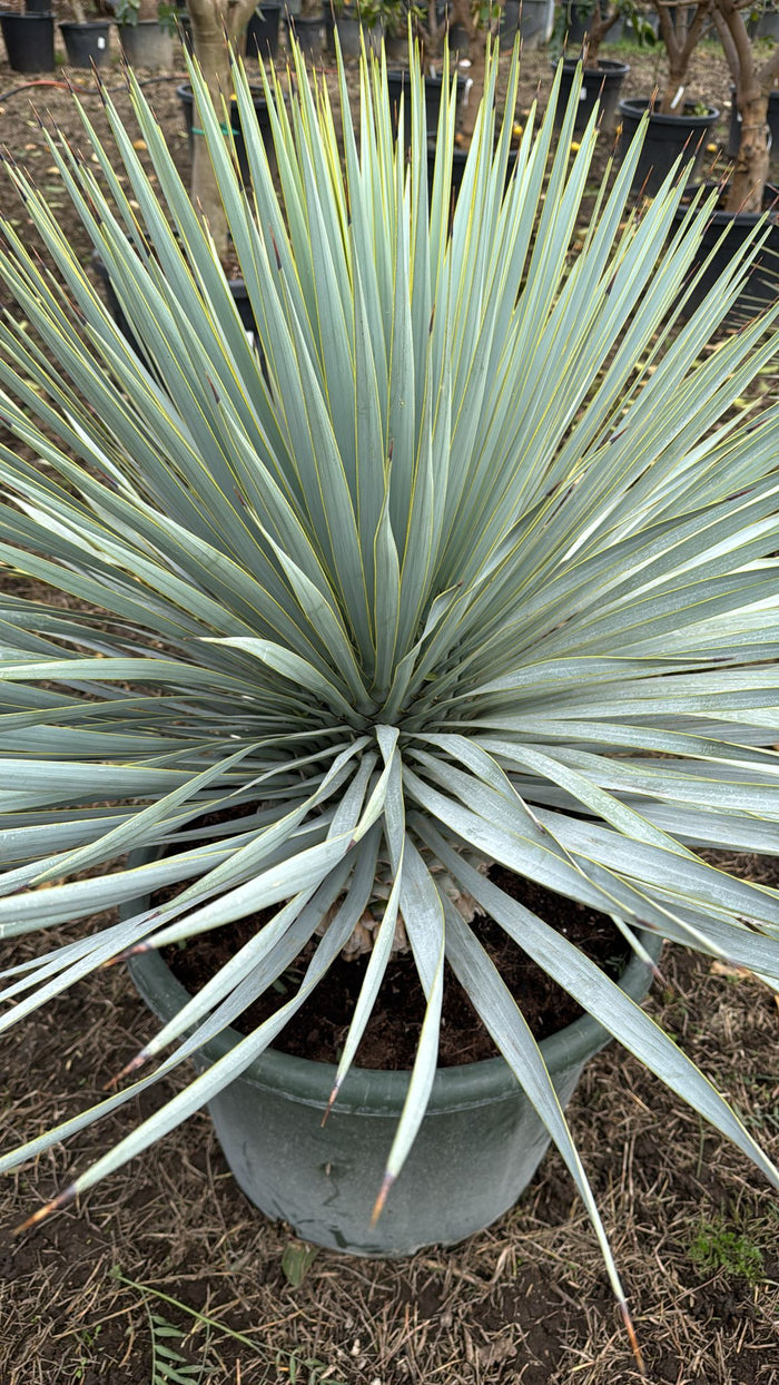 Yucca rigida vaso 40cm