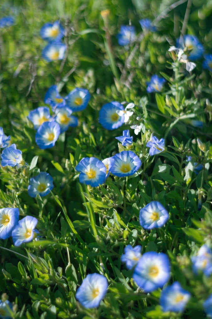 CONVOLVULUS MAURITANICUS (VILUCCHIO AZZURRO) BLU VASO 18