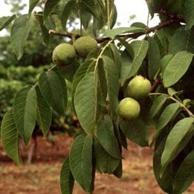 Pianta di Noce CHANDLER innestata  h 180 cm in vaso