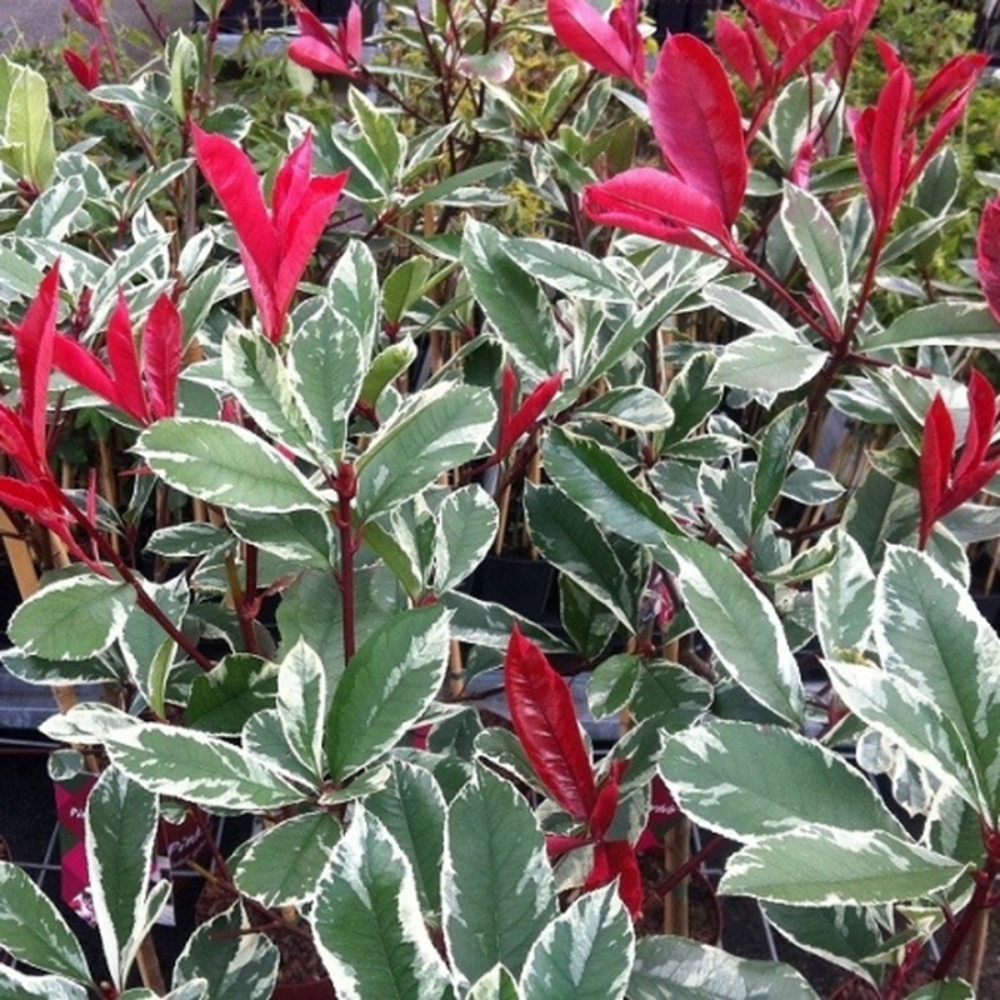 Pianta di PHOTINIA variegata LOUISE MECLARLOU cesp. h 70 cm VASO 18 FOTO REALE