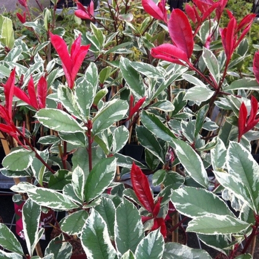 Pianta di PHOTINIA variegata LOUISE MECLARLOU cesp. h 70 cm VASO 18 FOTO REALE