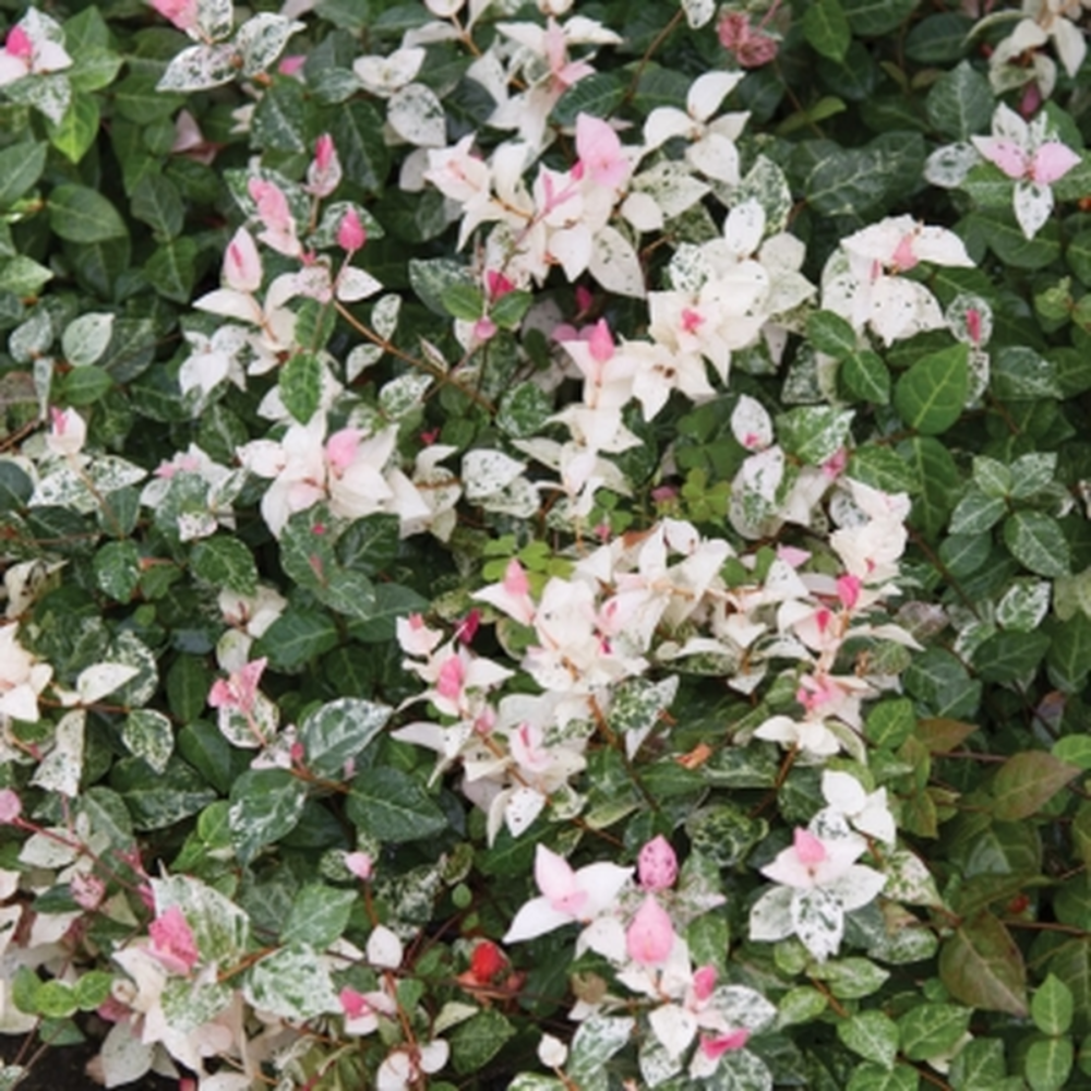 Pianta di Rhincospermum TRICOLOR VARIEGATO in vaso 18 cm FOTO REALE AMDGarden
