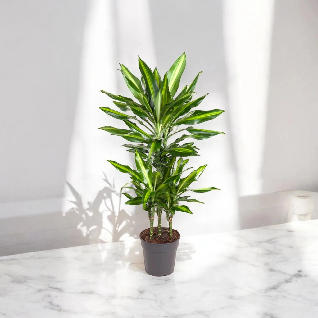 Gardenaria Dracaena fragrans 'Cintho' - Pianta da interno ornamentale Altezza: 100 cm (vaso 19)