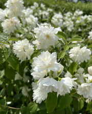 Gardenaria Filadelfo - Philadelphus coronarius 'Virginalis' - Arbusto ornamentale da giardino Altezza: 40/60 cm (vaso19)