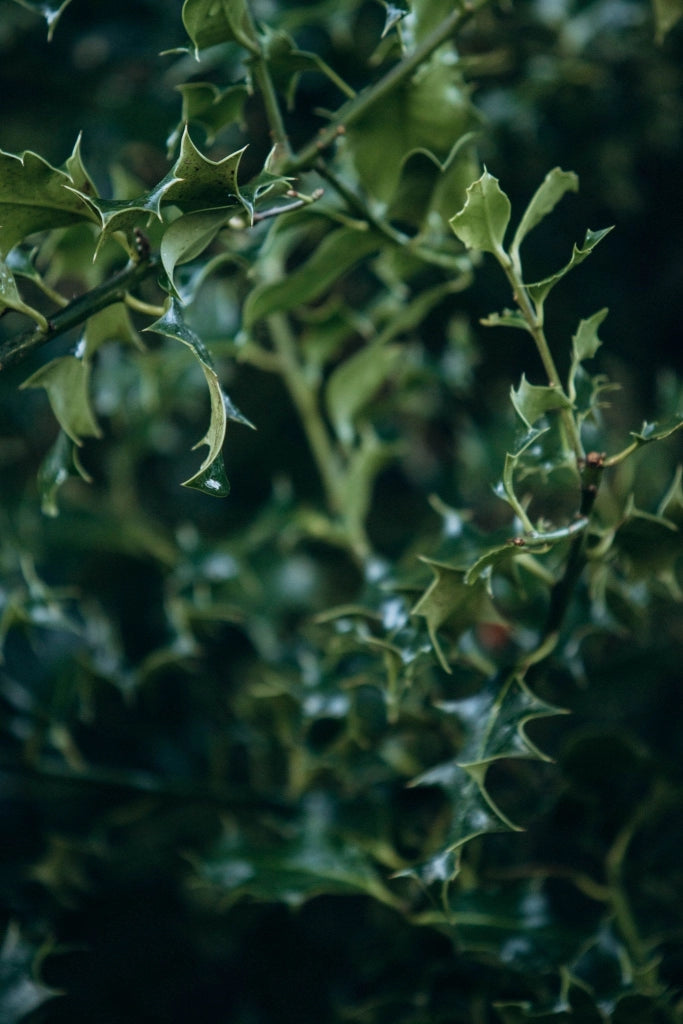 AGRIFOGLIO NELLIE STEVENS (ILEX NELLIE R. STEVENS) ALBERELLO VASO 30
