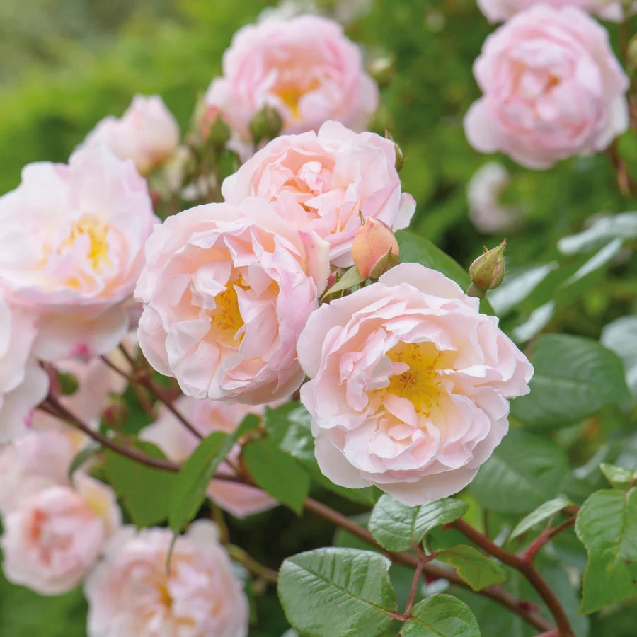 Gardenaria Rosa 'The Lady of the Lake' - Rosa da giardino Altezza: 40/50 cm (vaso20)