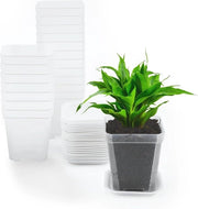 Set di Pannelli a Supporto per Piantine in Plastica Quadrata - 12 pezzi - per Verdure e Erbe - 7 cm