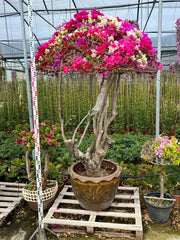 Buganvillea Bougainvillea Bonsai Vaso 75 cm Arbusto Rampicante da Esterno
