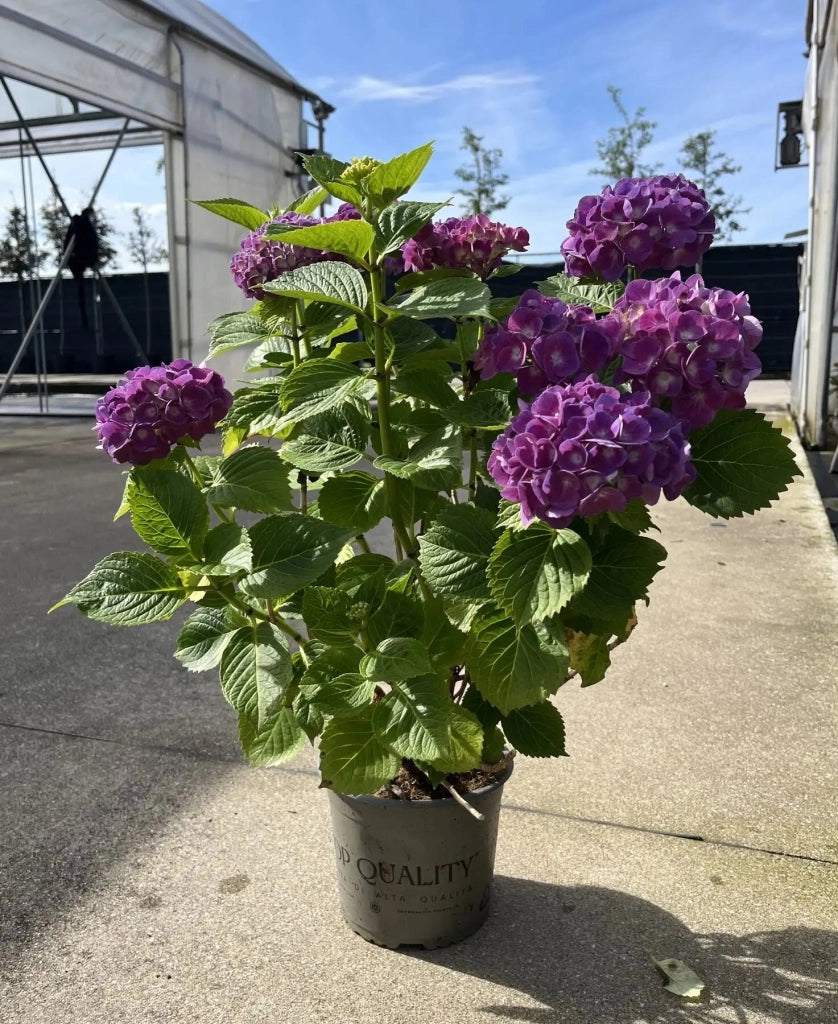 Gardenaria Ortensia - Hydrangea Macrophylla 'Red Baron' - Pianta acidofila ornamentale da esterno Altezza: 40/60 cm (vaso19)