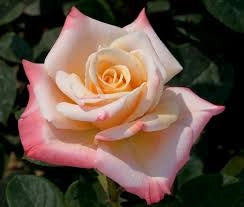 Rosa ‘Laetitia Casta’ – Rosa rosa profumata a fiore grande