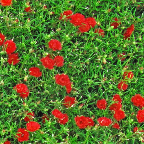 ERBA CON FIORI ROSSI - Pellicola stampata adesiva in PVC finitura opaca Misura: 100x1000 cm