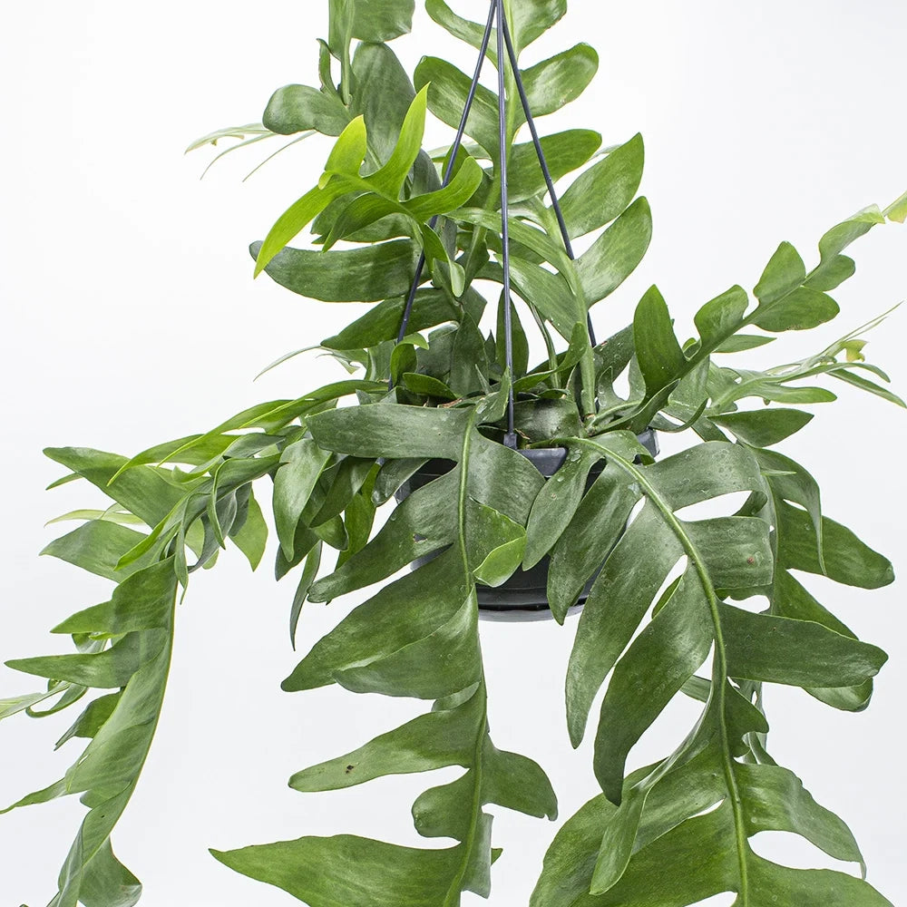 Epiphyllum chrysocardium, Epifillo , Epiphyllum a foglie di felce foto reali basket 14cm