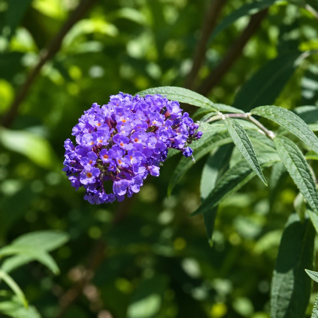 Gardenaria Buddleja davidii 'Nanho Blue' - Arbusto ornamentale da giardino Altezza: 40/60 cm (vaso19)