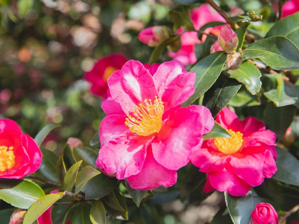 CAMELIA SASANQUA PIRAMIDE H 180/200 CM VASO 45